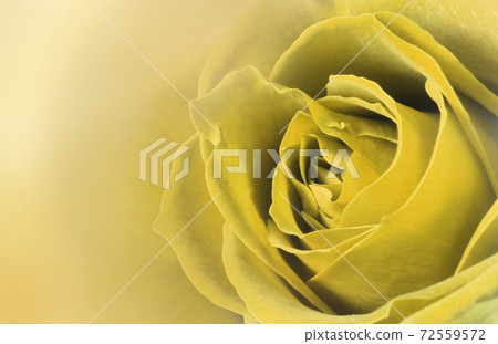玫瑰花朵圖形 72559572