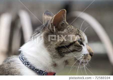 Calico cat collar Clearance