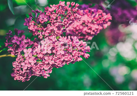 Spring lilac flowers 72560121