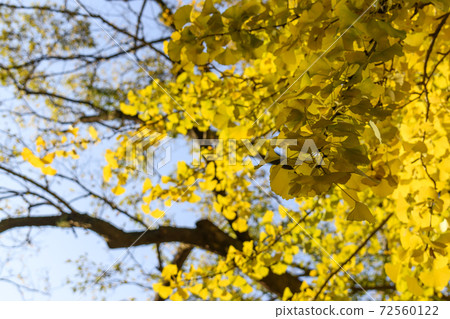 Ginkgo tree and blue sky 72560122