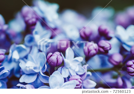 Lilac flowers macro 72560123