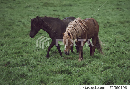 Two icelandic horses Two icelandic horses 72560198