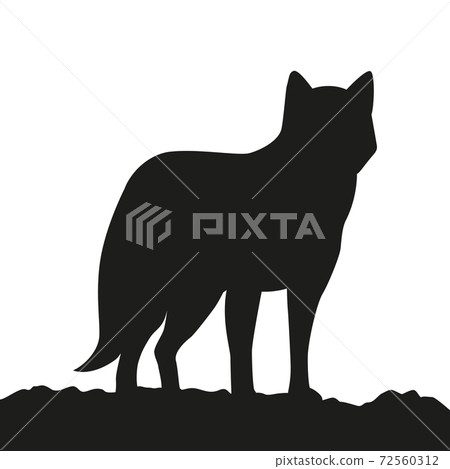 young wolf looks into the distance silhouette on white background young wolf looks into the distance silhouette on white background 72560312