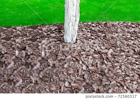 mulching with bark in a garden with a whitewashed tree trunk, closeup of a pile of bark shavings on a land environment. 72560317