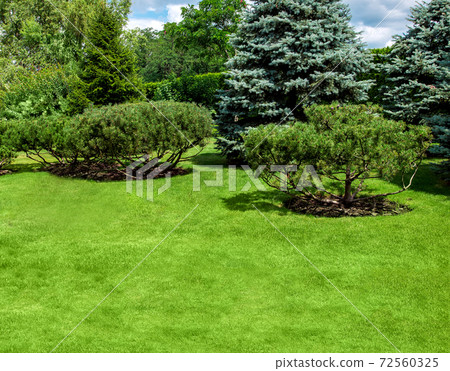backyard landscape garden with green lawn and pine trees cultivated by mulching with tree bark, outdoors park on summer sunny day with copy space. backyard landscape garden with green lawn and pine trees cultivated by mulching with tree bark, outdoors park on summer sunny day with copy space. 72560325