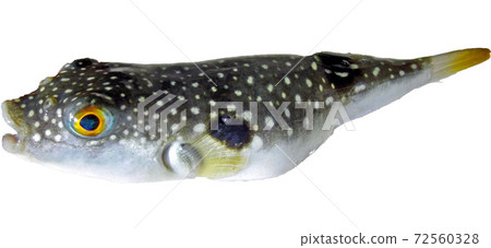 Kusafugu（糧食盜竊代表） 72560328