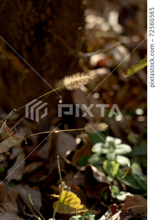 Autumn scenery of foxtail and fallen leaves Autumn scenery of foxtail and fallen leaves 72560365