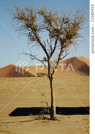 Namib Desert Dead Fray Namib Desert Dead Fray 72560458