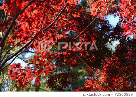 Autumn leaves of Okazaki East Park Autumn leaves of Okazaki East Park 72560559