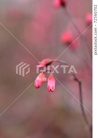Hybrid Coral Bells Hybrid Coral Bells 72560702