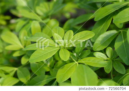 Mexican orange 72560704