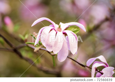 Magnolia spring flowers 72560839