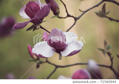 Magnolia spring flowers 72560844
