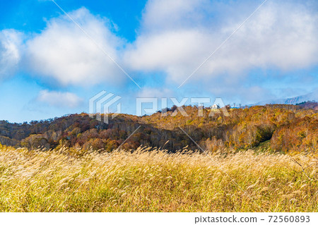 （新潟縣湯澤町）苗場山頂站附近的苗場龍朵拉風光 72560893