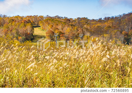 （新潟縣湯澤町）苗場山頂站附近的苗場龍朵拉風光 72560895