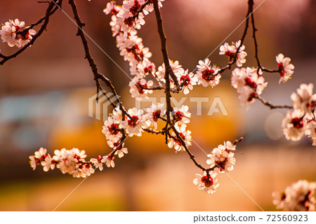 Apricot tree blossoms 72560923