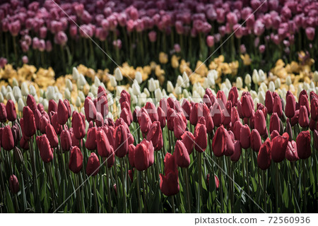 Colorful Tulips At Emirgan Park, Istanbul Colorful Tulips At Emirgan Park, Istanbul 72560936