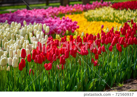 Colorful Tulips At Emirgan Park, Istanbul Colorful Tulips At Emirgan Park, Istanbul 72560937