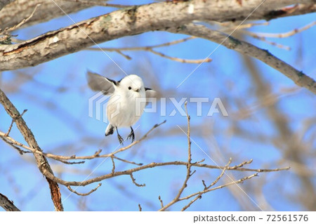 Shimaenaga Shimaenaga 72561576