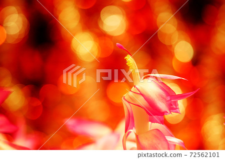 Schlumbergera Firebird 72562101