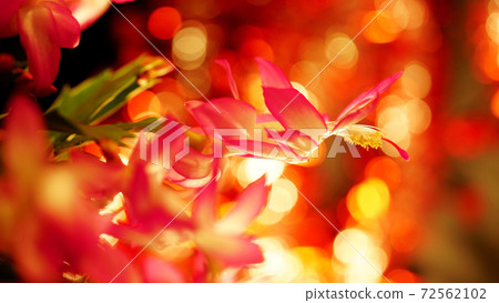 Shakobasa仙人掌火鳥 72562102