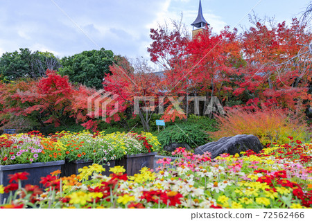 Nabana no Sato Autumn leaves and autumn flowers 72562466