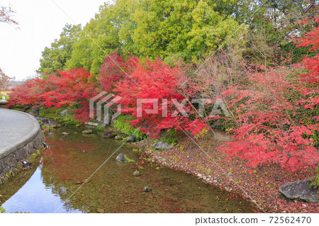 Nabana no Sato Autumn leaves and autumn flowers 72562470