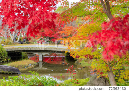 Nabana no Sato Autumn leaves and autumn flowers 72562480