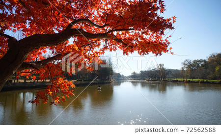 上山市丸山公園秋葉 72562588