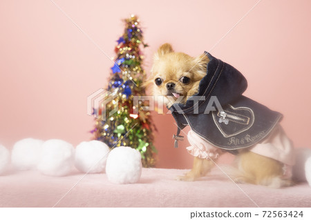 Chiwawa和雪在聖誕樹和外套 Chiwawa和雪在聖誕樹和外套 72563424