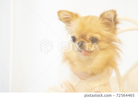 Chiwawa進入籃子，伸出舌頭微笑 72564465
