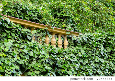 Balustrades overgrown with climbing plants, close up of a building element in an eco friendly environment, side view nobody. Balustrades overgrown with climbing plants, close up of a building element in an eco friendly environment, side view nobody. 72565453