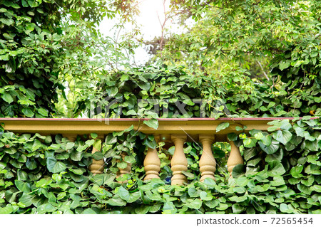 Stone balustrade architecture overgrown with green leafy plants, close up detail of the backyard of a classic architecture. 72565454