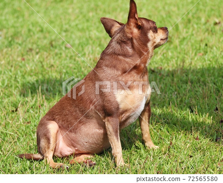 Cute puppy sitting on the lawn Cute puppy sitting on the lawn 72565580