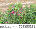 Pretty azalea flowers in the garden 72565581
