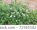 A pretty flowerbed with white azaleas blooming 72565582