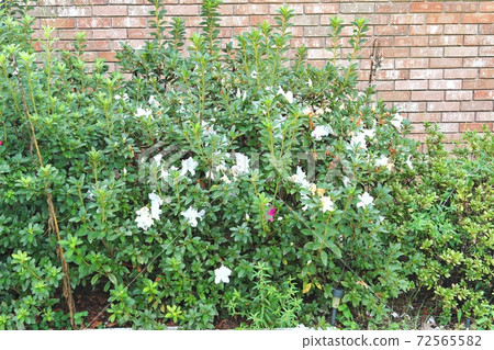 A pretty flowerbed with white azaleas blooming 72565582