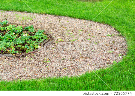 Pebbled path in the garden with a flower bed and leafy flowers and a green lawn, landscaped on a summer day. 72565774