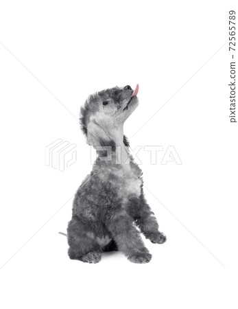Two month old Bedlington Terrier puppy with its tongue hanging out looks up Two month old Bedlington Terrier puppy with its tongue hanging out looks up 72565789