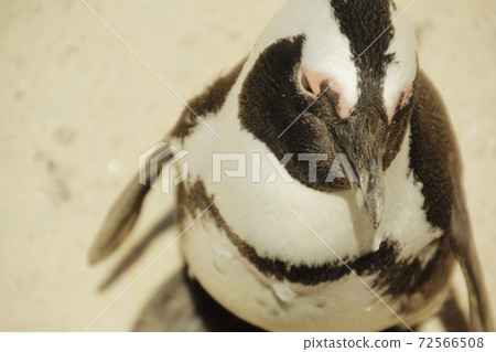 Cape Penguin Cape Penguin 72566508