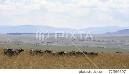 Herd of African buffalo in the tall grass of the savanna landscape. 72566897
