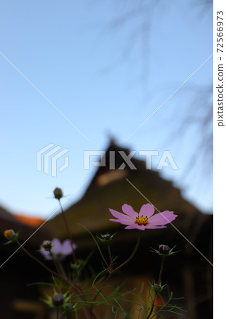 Miyama Kayabuki no Sato Cosmos and thatched roof 72566973