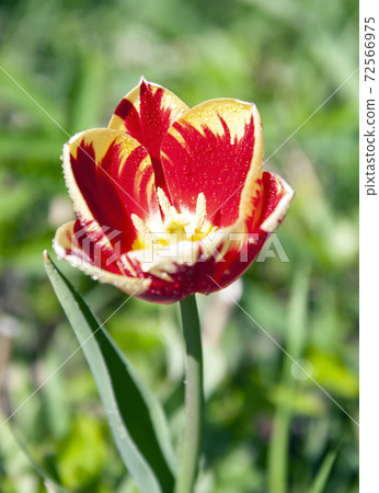 Tulip Triumph during flowering with water drops on the petals. 72566975
