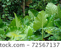 Alocasia jungle 72567137