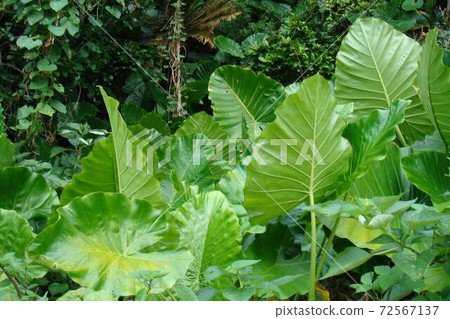 Alocasia jungle 72567137