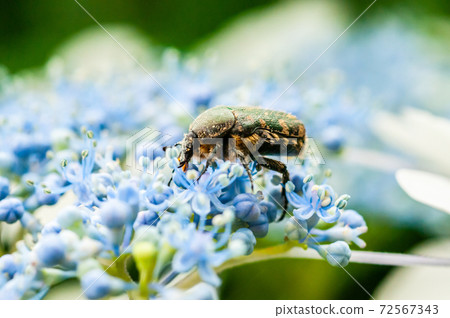 Hydrangea flowers and chafers 72567343