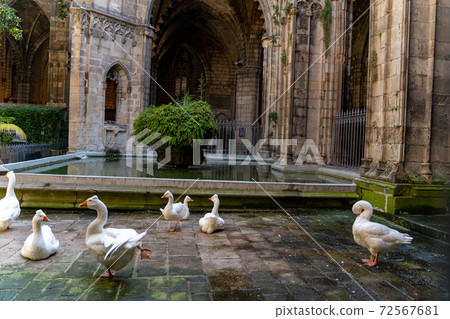 Group of white geese in medieval historic courtyard of church in Barcelona 72567681