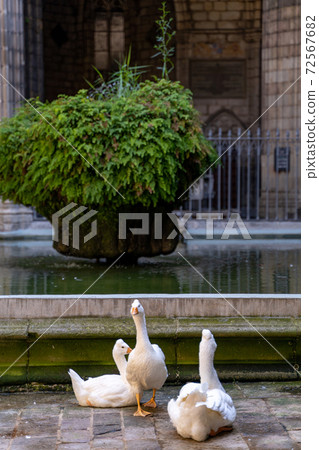 Group of white geese in medieval historic courtyard of church in Barcelona Group of white geese in medieval historic courtyard of church in Barcelona 72567682