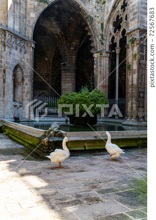 Group of white geese in medieval historic courtyard of church in Barcelona Group of white geese in medieval historic courtyard of church in Barcelona 72567683