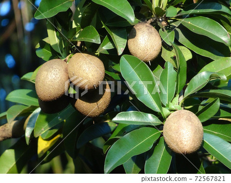 Manilkara zapota or sapodilla fruit on tree at Mersing, Malaysia Manilkara zapota or sapodilla fruit on tree at Mersing, Malaysia 72567821